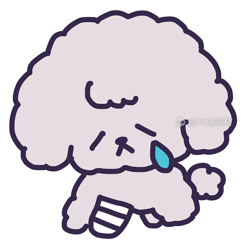 Illustration of a cute Toy Poodle dog crying with broken bones and bandages